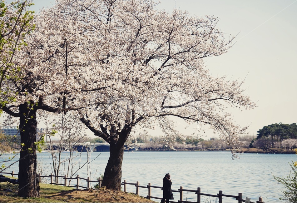 봄,호수공원,벚꽃,나무,풍경,봄,계절,spring,season,plant,식물