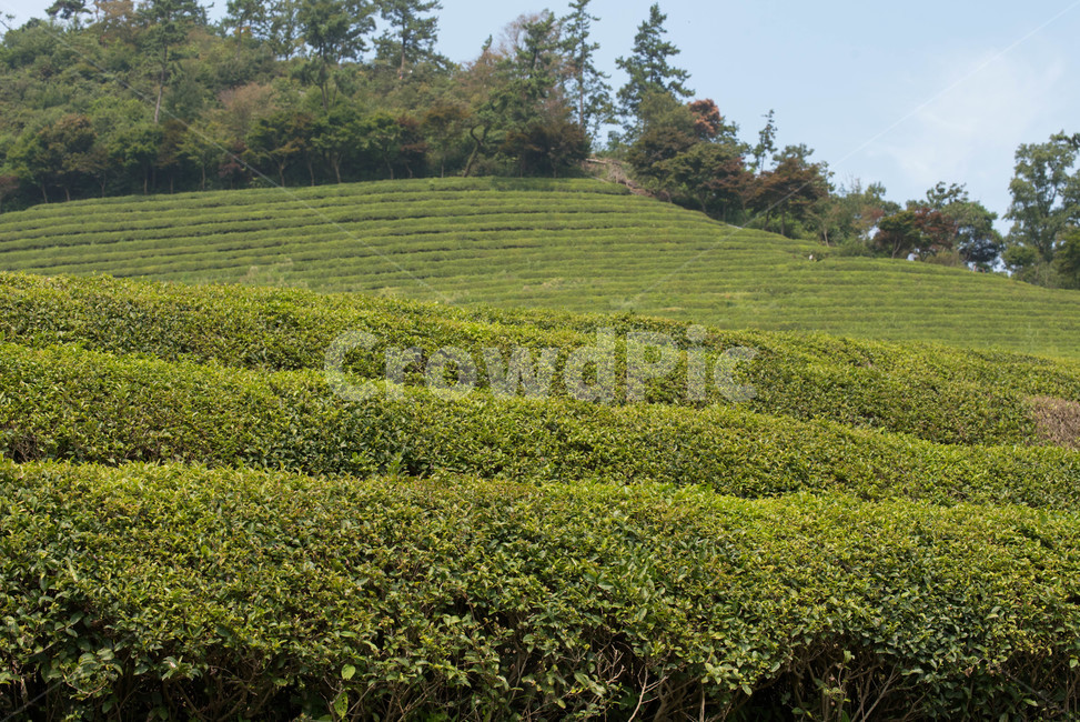 보성,녹차밭,다원,대한다원,초록,자연,풍경,nature,landscape