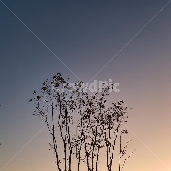 자연,일몰,하늘,sky,nature,redsky,붉은하늘,나무,노을