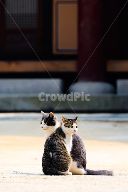 고양이,우정,동물,절,친구,동물,animal,포유류,mammal,고양이,cat,kitten,kitty