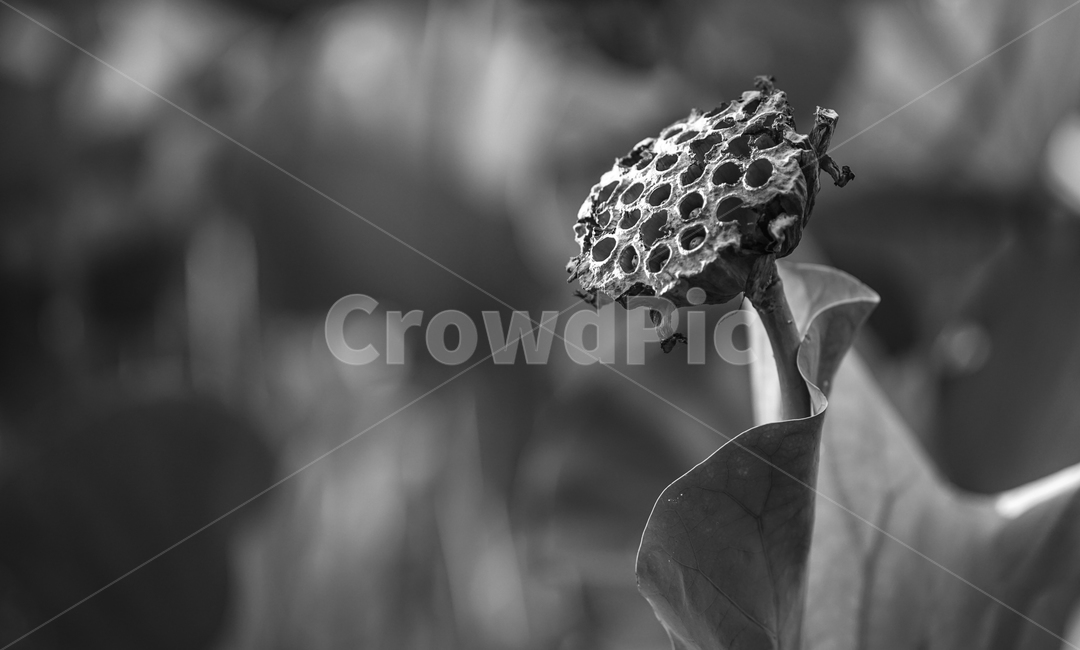 연밥,연잎,연,식물,수생식물,자연,식물,자연,plants,nature,흑백,모노톤,monochrome,black and white