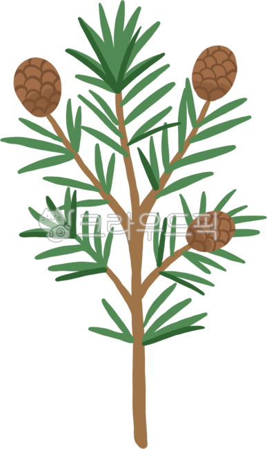 Pine tree,pine needles,pine branches,pine needles,leaves,pine cones,twigs