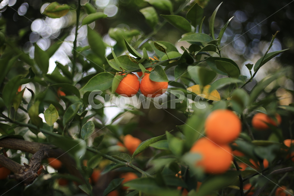 과일,귤,감,까치밥,감나무,계절,열매,식물,자연,plants,nature,과일,열매,fruit