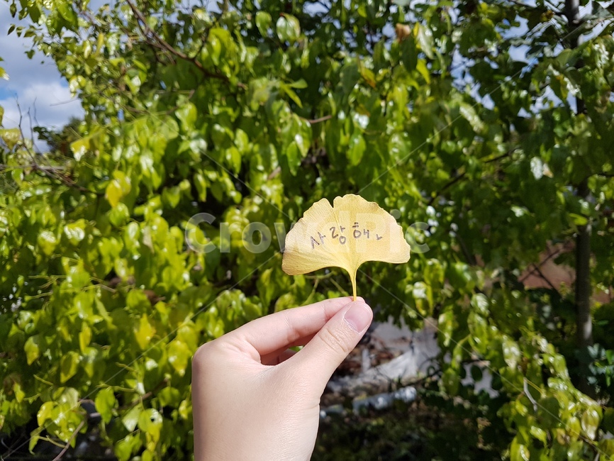 은행잎,사랑해,책갈피,가을,단풍,가을,계절,fall,autumn,season,사람,인물,인간,human,person,신체일부,몸,body,plant,식물