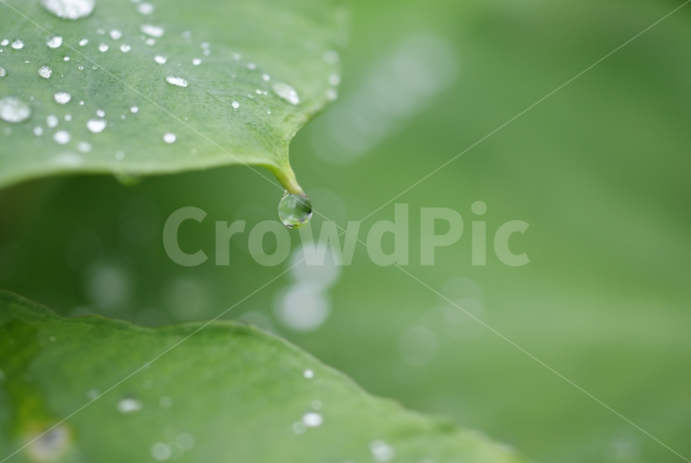 물방울,빗방울,촉촉함,싱그러움,감성사진,비온후,날씨,식물,자연,plants,nature,비,비오는날,rain,rainy