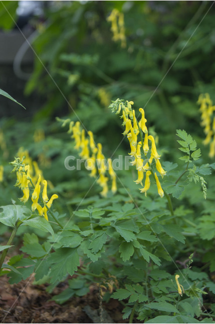 노란꽃,식물,꽃,봄꽃,들꽃,식물,자연,plants,nature,꽃,flower
