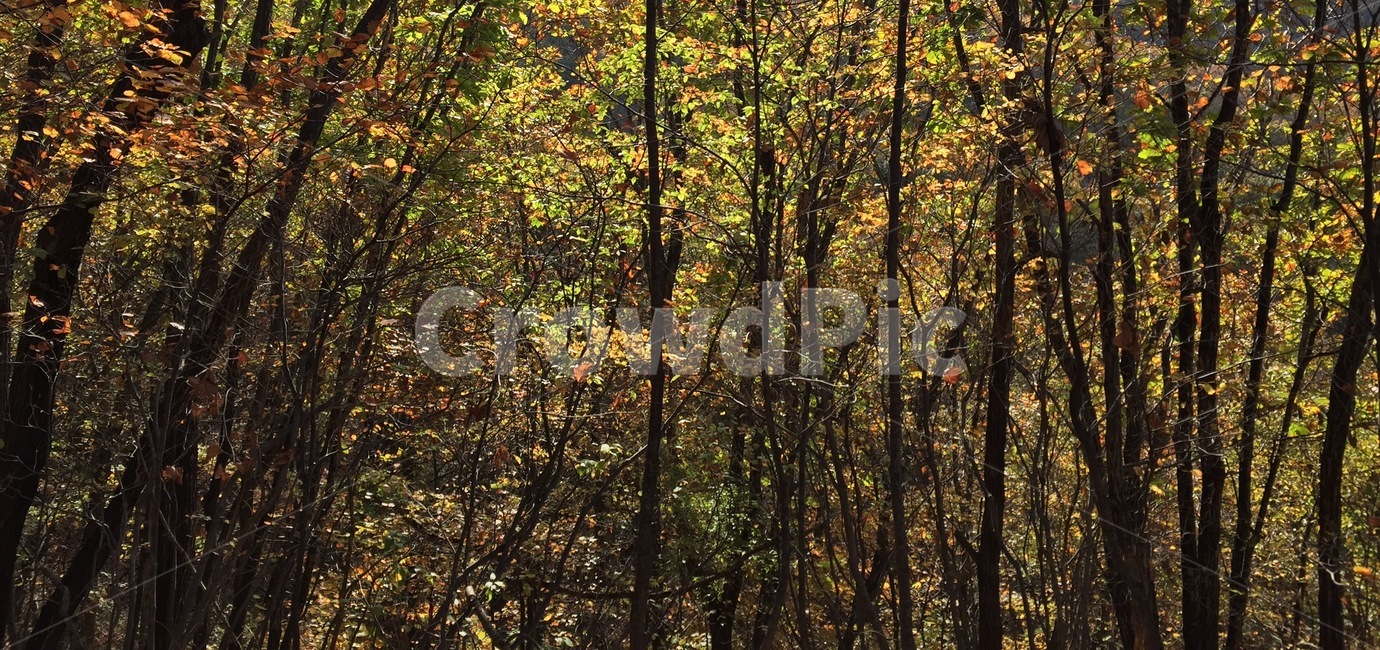 산,등산,가을,배경,식물,야외,나무,단풍,자연,나무줄기,tree,plant,outdoors,숲,자연,풍경,nature,landscape,vegetation,초목,forest,woodland,삼림지,옥외,land,땅,grove,작은 숲,tree trunk,나무 줄기