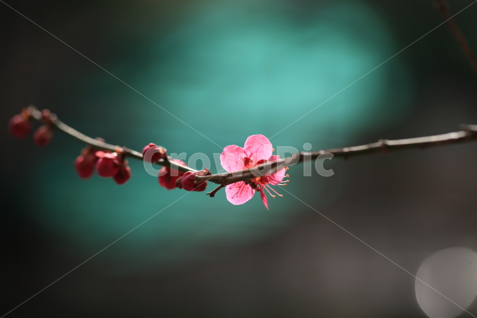 plant,식물,flower,꽃,홍매화,봄꽃,레드,빨강,야생화,초록,빛,개화,꽃망울
