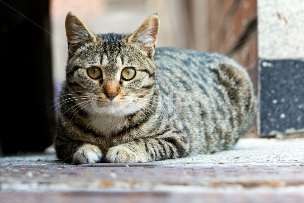 고양이,길고양이,길냥이,야옹이,냐옹이,애완묘,반려묘,애완동물,펫,캣,도둑고양이,야생동물,pet,cat,alleycat,wild,wildlife,mammal,animal,동물,animal,포유류,mammal,고양이,cat,kitten,kitty