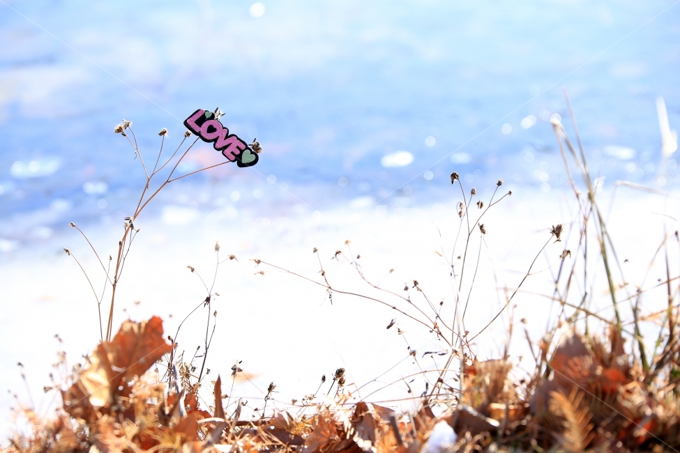 감성,소품,메세지,겨울,사랑,겨울,계절,winter,season,식물,자연,plants,nature,감정표현,기분,feeling,emotion,사물,물건,오브젝트,thing,object,matter