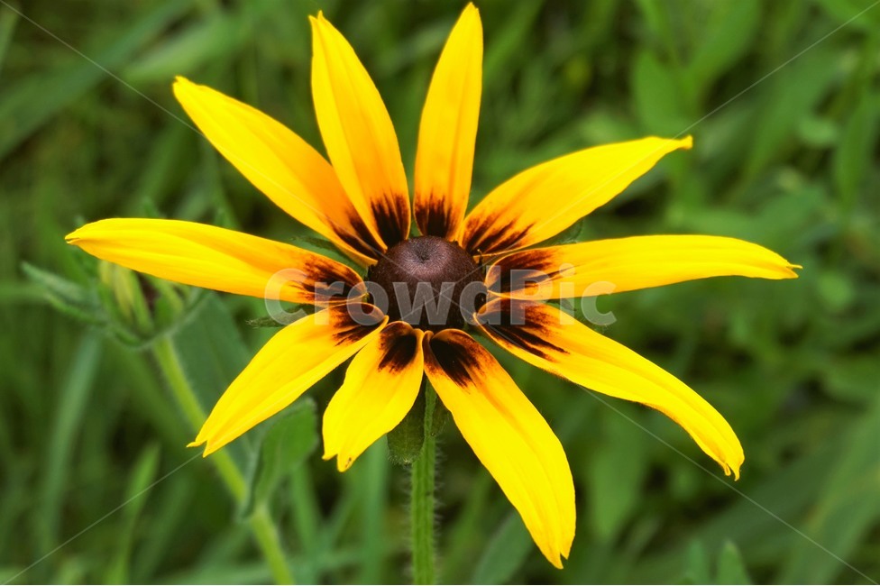 들꽃,꽃,산책,산책로,자연,wildflowers,flower,nature,trail,식물,자연,plants,nature,꽃,flower