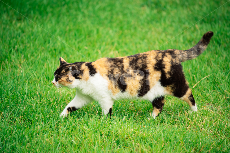 고양이,캣,냥냥이,길고양이,삼색이,치즈냥,냥,cat,동물,동물,animal,포유류,mammal,고양이,cat,kitten,kitty