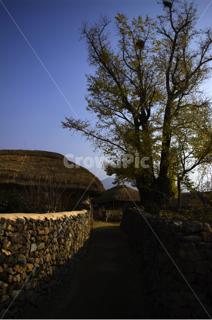 초가지붕,전통가옥,한국,풍경,은행나무,초가집,한국전통,한국문화,korean traditional,korean culture,건축물,건물외관,exterior,building,structure,architecture,construction