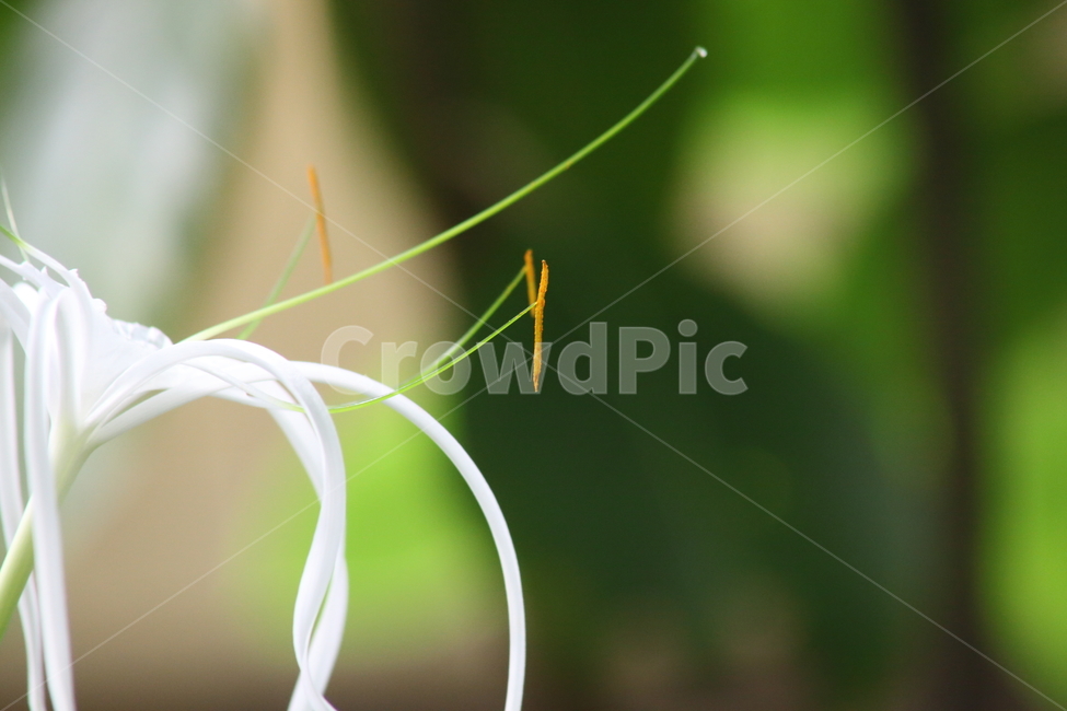 문주란,문주화,꽃,poisonbulb,plant,거미백합,SpiderLily,식물,자연,plants,nature,꽃,flower