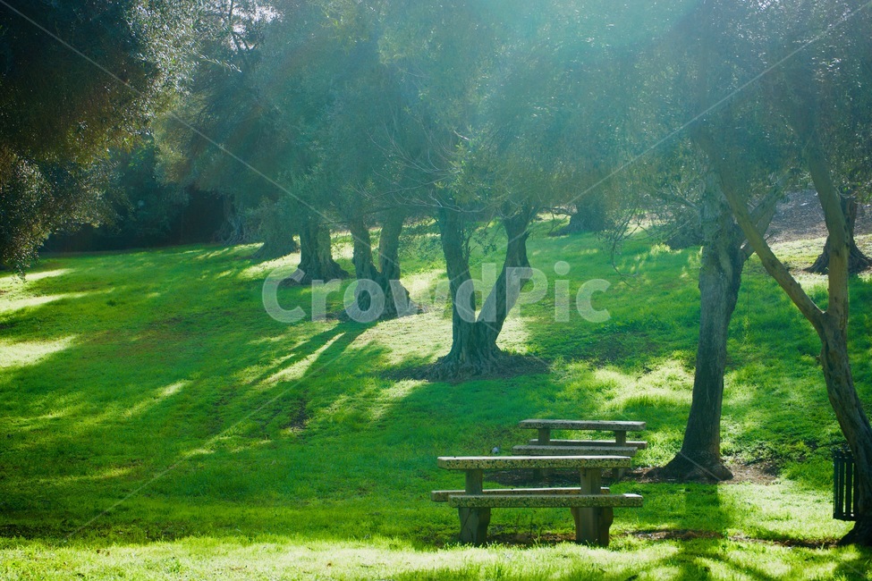 풍경,들판,쉼터,나무,잔디,자연,풍경,nature,landscape,휴식,힐링,rest,relaxation,healing,bench,벤치,plant,식물,grass,tree