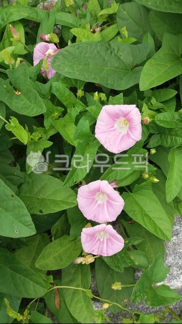 flower,꽃,petal,꽃잎,나팔꽃