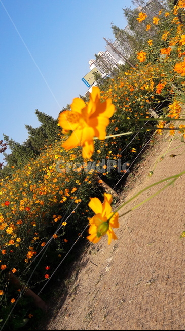 꽃,가을,하늘,아름다움,자연,가을,계절,fall,autumn,season,식물,자연,plants,nature,꽃,flower,leaf,잎,plant