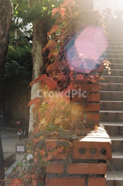 단풍,담쟁이덩굴,벽돌,가을,교정,붉은,빨강,필름,필름사진,가을,계절,fall,autumn,season