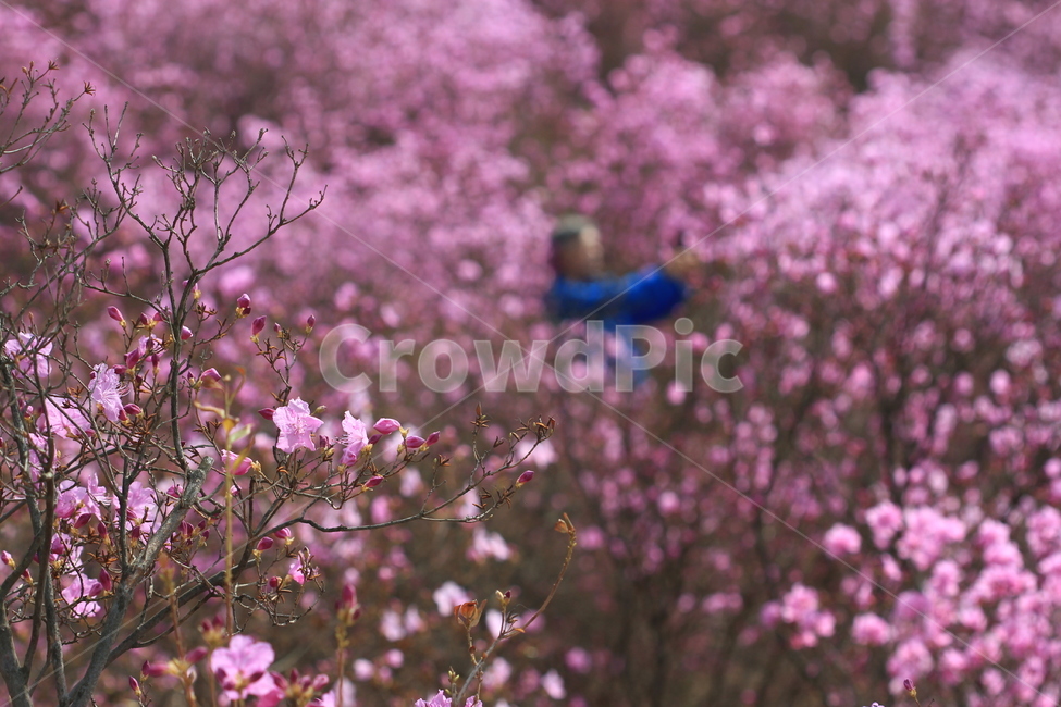 꽃,봄,진달래,분홍,flower,spring,pink,봄,계절,spring,season,식물,자연,plants,nature,꽃,flower