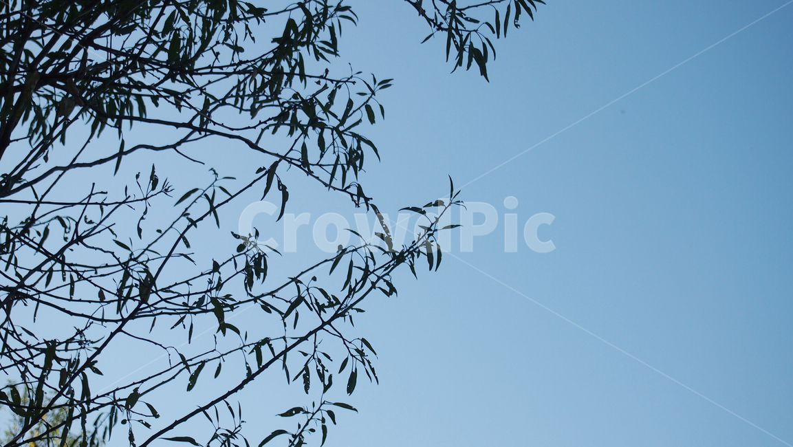 하늘,나무,실루엣,배경,그림자,자연,scenery,landscape,경치,branch,나뭇가지,겨울,beautiful,tree,sky,frost,silhouette,밤,refreshing,blue,mysterious,background,outdoors,cold,cool,crystal,dreamlike,forest,green,object,nature,풍경,자연,풍경,nature,landscape