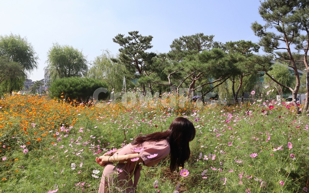 코스모스,꽃,분홍색,가을,식물