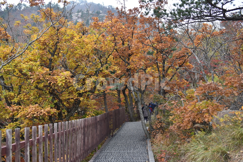 설악산,가을,풍경,autumn,mount,가을풍경,단풍,가을,계절,fall,autumn,season,tree,나무,plant,식물