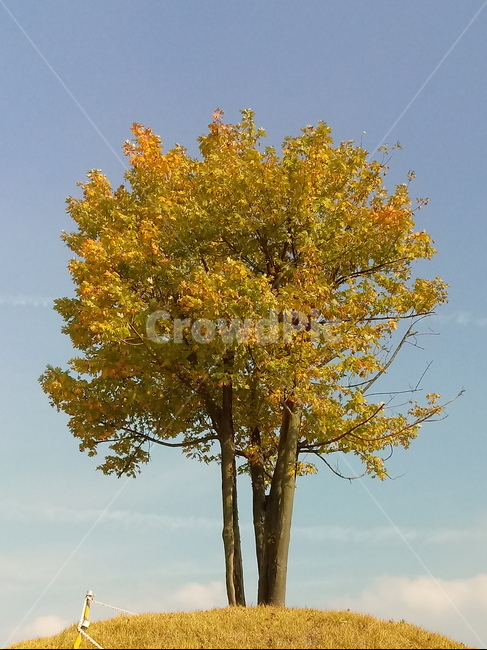 plant,식물,tree,언덕,감성,하늘,활엽수,가을,계절,fall,autumn,season,나무,tree trunk,나무 줄기