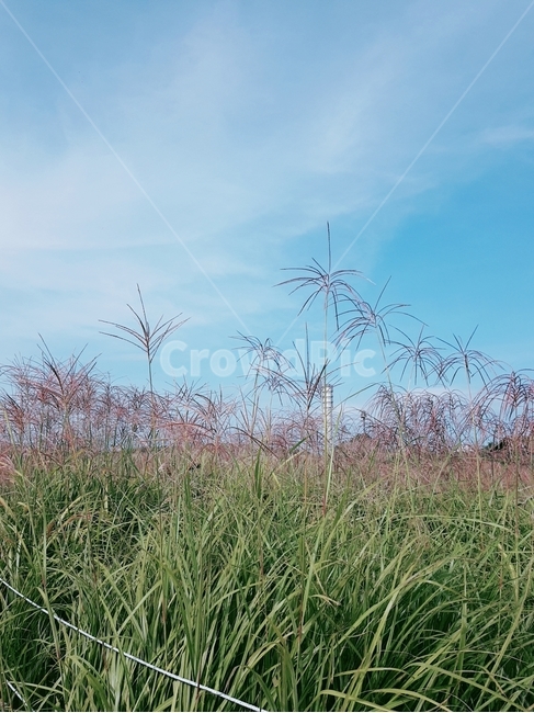 plant,식물,nature,grass,자연,갈대,reed