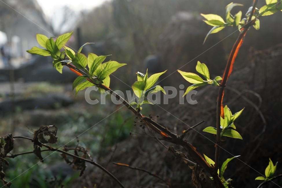눈,싹,자연,식물,나무,연두색,녹색,nature,sprring,season,봄,식물,자연,plants,nature