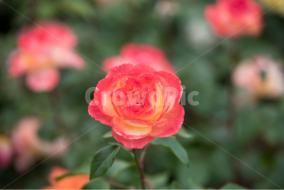 꽃,장미,flower,식물,장미꽃,식물,자연,plants,nature,꽃,flower