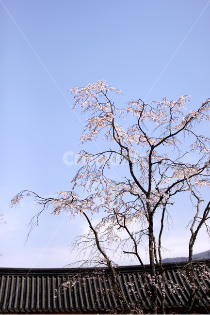 전남구례,고매,화엄사,벗나무,사찰,봄,계절,spring,season,한국전통,한국문화,korean traditional,korean culture,식물,자연,plants,nature,나무,trees,wood,tree,plant,tree trunk,나무 줄기