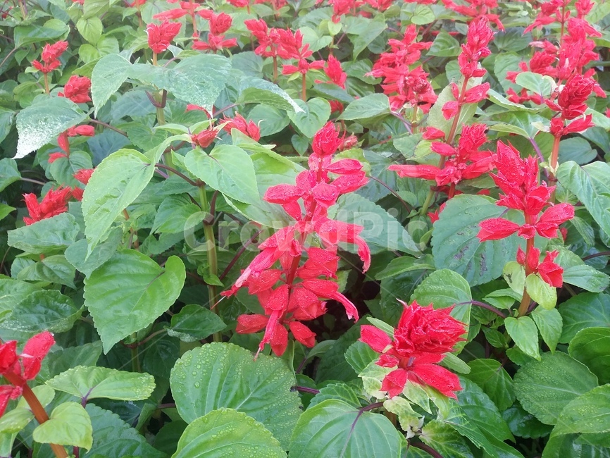 plant,식물,꽃,flower,자연,식물,자연,plants,nature,꽃,flower