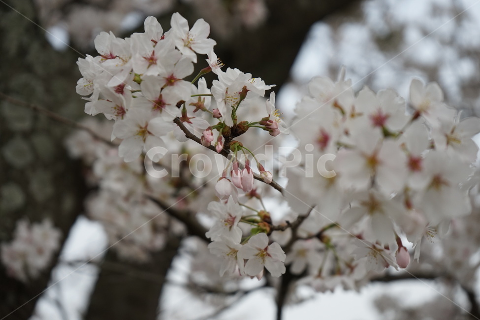 꽃,나무,벚꽃,봄,거리,꽃나무,spring,season,식물,자연,plants,nature,flower,계절,벚나무,사쿠라,봄,계절,spring,season,plant,blossom