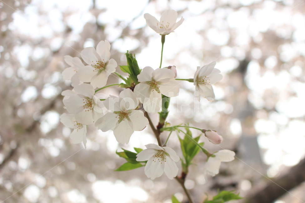 봄,벚꽃,나무,식물,새싹,spring,cherryblossom,봄,계절,spring,season,식물,자연,plants,nature,꽃,flower,plant,blossom
