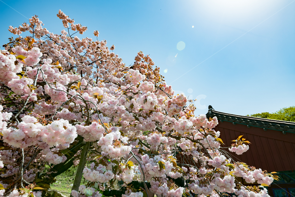 한국,자연,풍경,겹벚꽃,꽃,봄,계절,spring,season,식물,자연,plants,nature,꽃,flower,plant,blossom