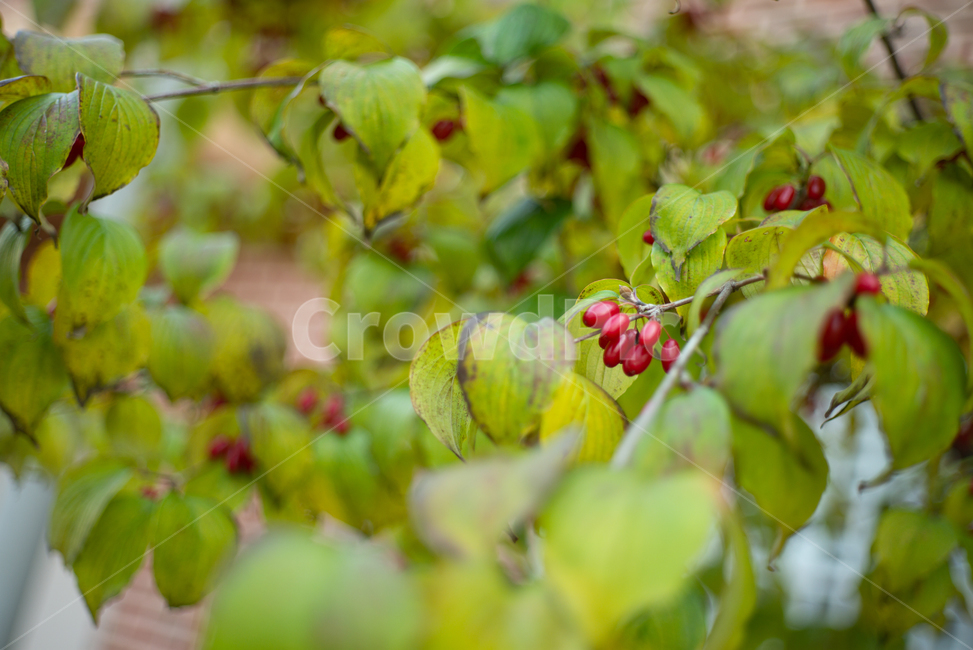 산수유,열매,가을,comi,fruit,autumn,fall,식물,자연,plants,nature,과일,열매,fruit