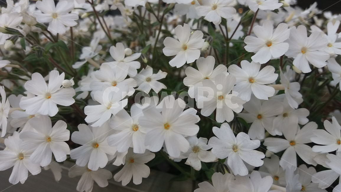 꽃,하얀,white,꽃밭,flower