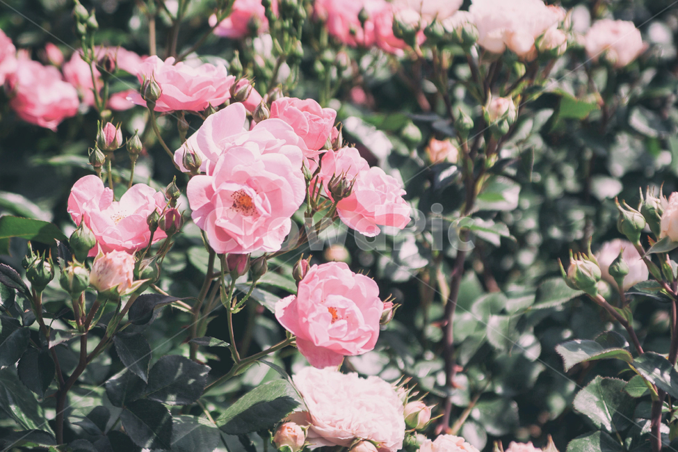 꽃,여름,여름꽃,장미,rose,식물,자연,flowers,summer,summerflowers,plant,정물,장미축제,nature,여름,계절,summer,season,식물,자연,plants,nature,꽃,flower,blossom