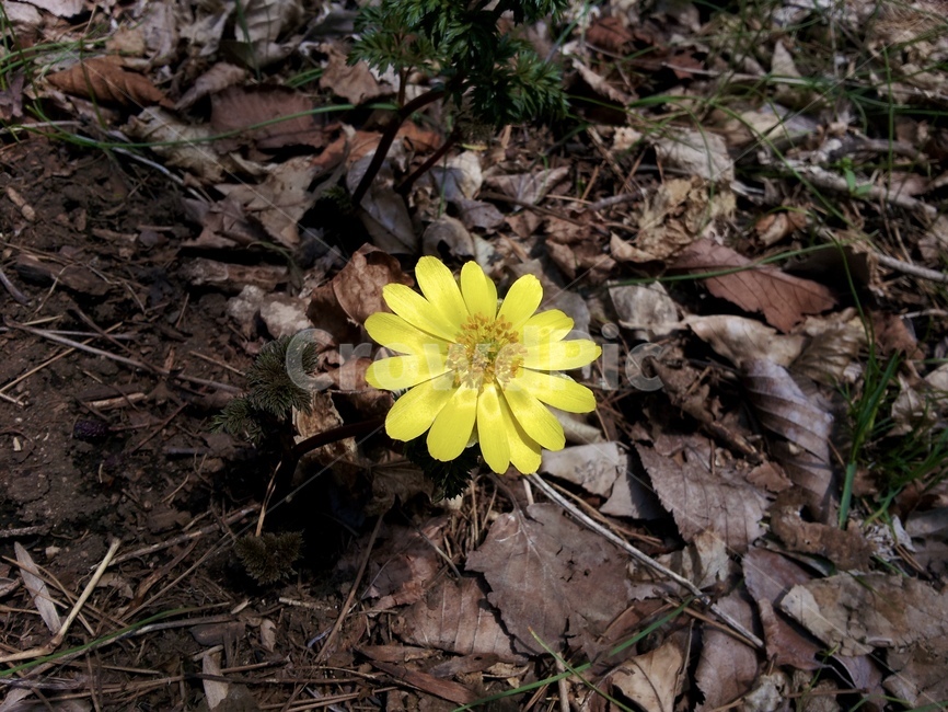 꽃,들꽃,복수초,봄,노란색,숲,식물,낙엽,아도니스,flower,spring,yellow,forest,plant