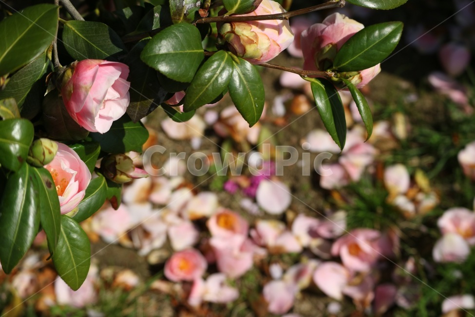 동백꽃,동백,꽃,겨울,봄,식물,자연,하늘,꽃잎,감성사진,동백꽃잎,flower,winter,spring,plants,nature,sky,feeling,emotion,식물,자연,plants,nature,꽃,flower