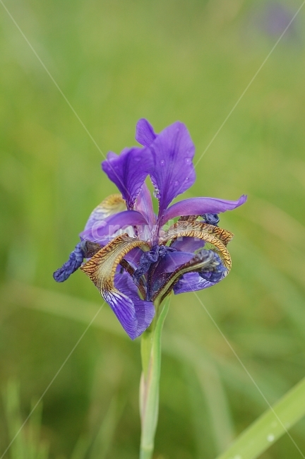자연,꽃,화려함,예쁜,Nature,Flower,Beautiful,Colorful,붓꽃,보라색,식물,자연,plants,nature,꽃,flower