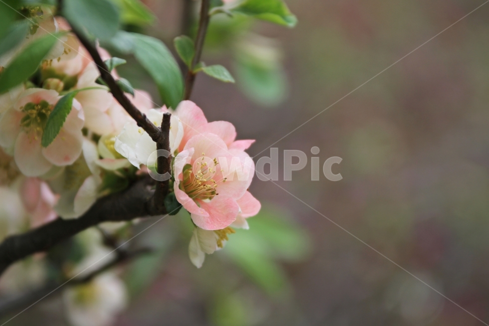 산당화,명자꽃,봄꽃,식물,자연,감성사진,식물,자연,plants,nature,꽃,flower