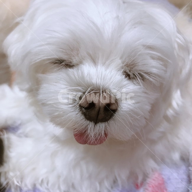 강아지,개,말티즈,반려견,애완견,애완동물,반려동물,동물,animal,포유류,mammal,개,강아지,dog,doggy