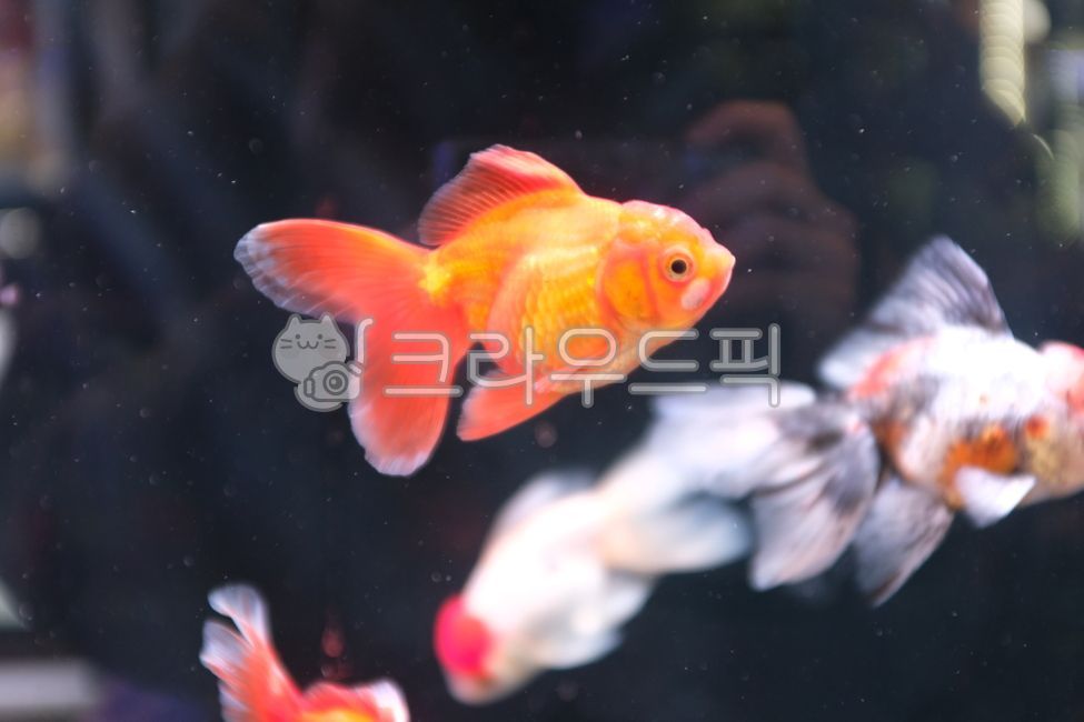 물고기,금붕어,수조,수족관,어항,fish,goldfish