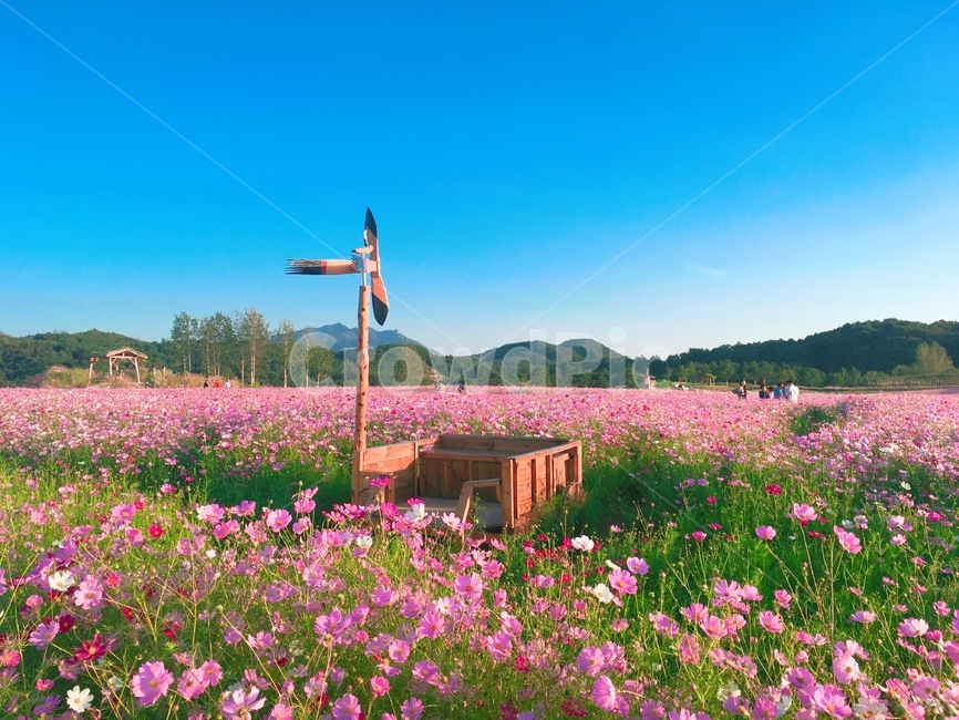 코스모스,가을,풍경,꽃,하늘,fall,autumn,식물,자연,plants,nature,꽃,flower