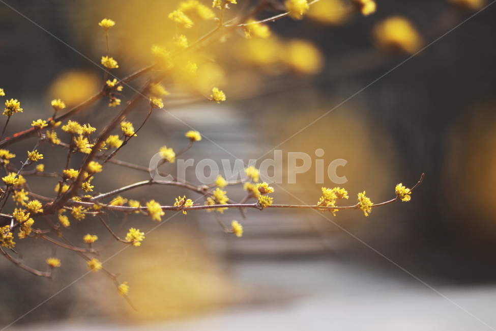 꽃,봄,개나리,노란색,감성사진,봄,계절,spring,season,식물,자연,plants,nature,꽃,flower,plant