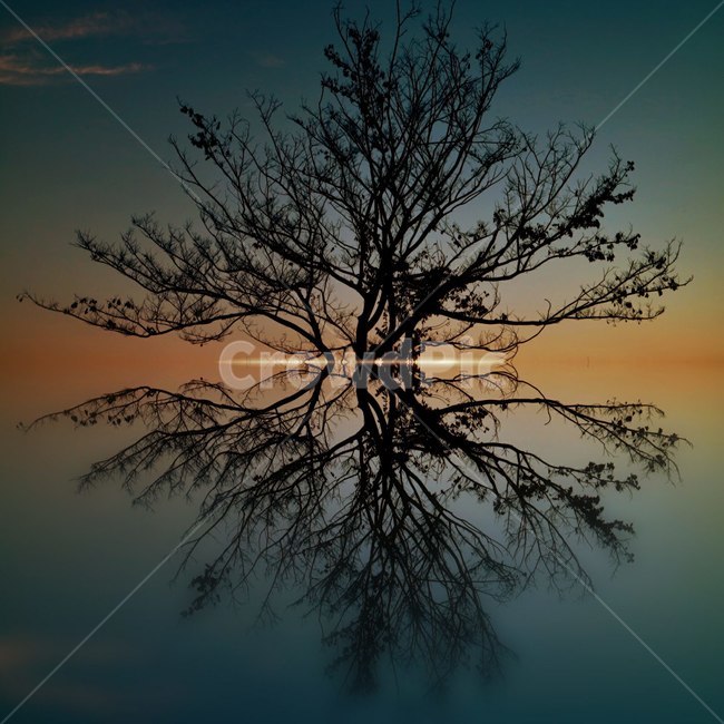 nature,자연,나무,강,바다,식물,일러스트,식물,자연,plants,nature,나무,trees,wood