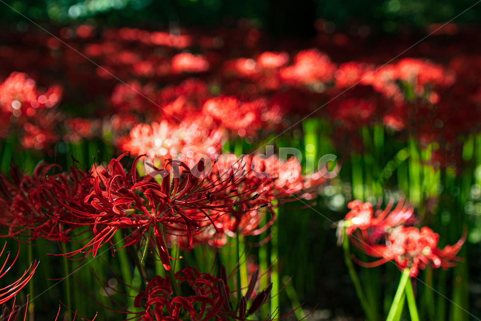 꽃무릇,plant,식물,flower,꽃,blossom,식물,자연,plants,nature,꽃,flower