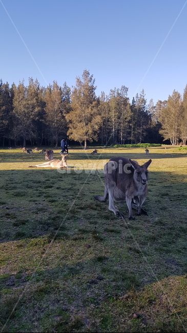 kangaroo,캥거루,animal,sydney,australia,시드니,호주,동물,공원,park,동물,animal,포유류,mammal