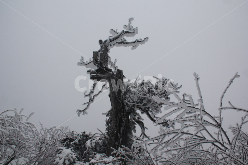 산,설경,풍경,겨울,나무,겨울,계절,winter,season,식물,자연,plants,nature,나무,trees,wood